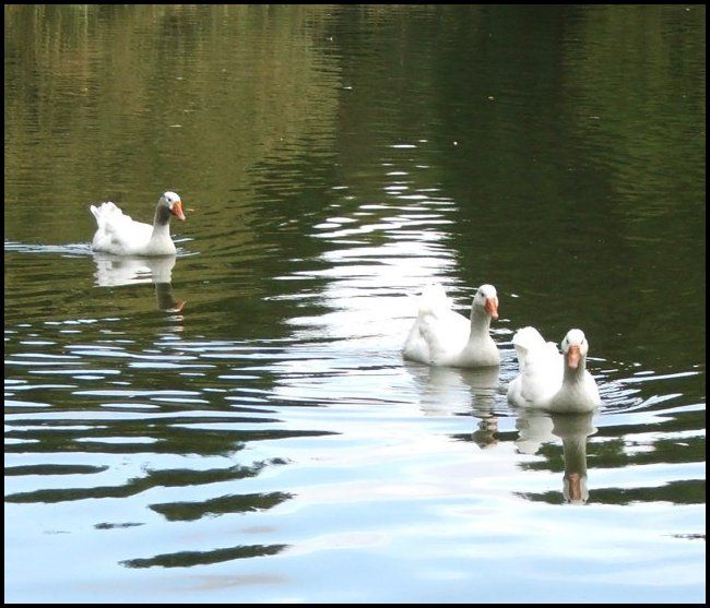 at least the geese liked my floaters