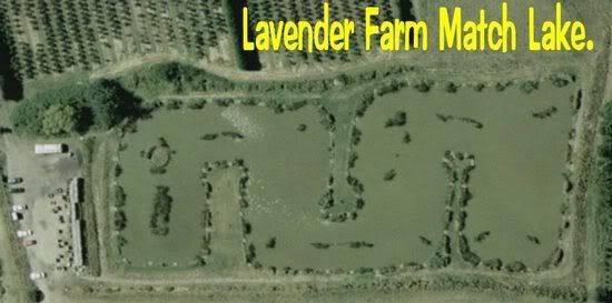 LavenderFarmMatchLake.jpg picture by pnm123