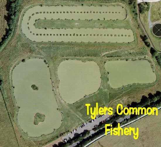 TylersCommonFishery.jpg picture by pnm123
