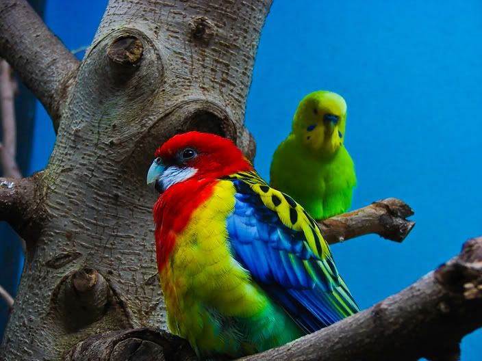 IMAGE: http://img.photobucket.com/albums/v76/funkysole/bird4vg8.jpg