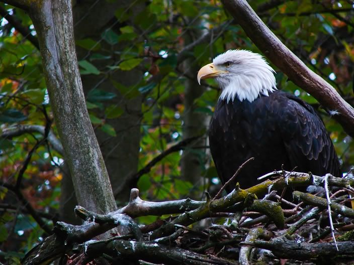 IMAGE: http://img.photobucket.com/albums/v76/funkysole/bird9sd3.jpg