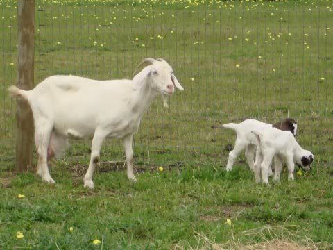 I don't know what breed these kids are... - Goats