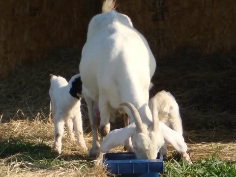 I don't know what breed these kids are... - Goats