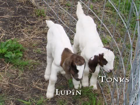 I don't know what breed these kids are... - Goats