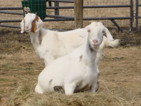 I don't know what breed these kids are... - Goats