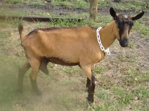 I have 2 new dairy does... - Goats