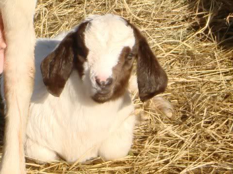I don't know what breed these kids are... - Goats