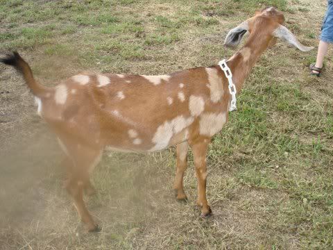 I have 2 new dairy does... - Goats