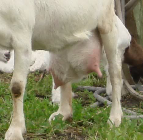 I don't know what breed these kids are... - Goats