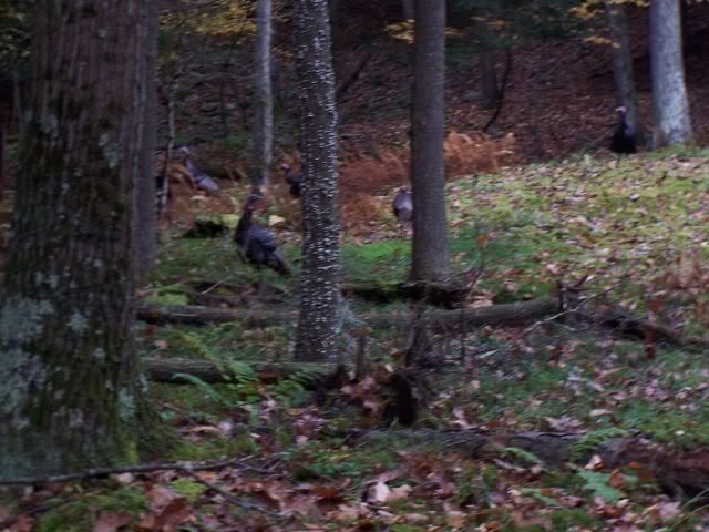 gobblers.jpg
