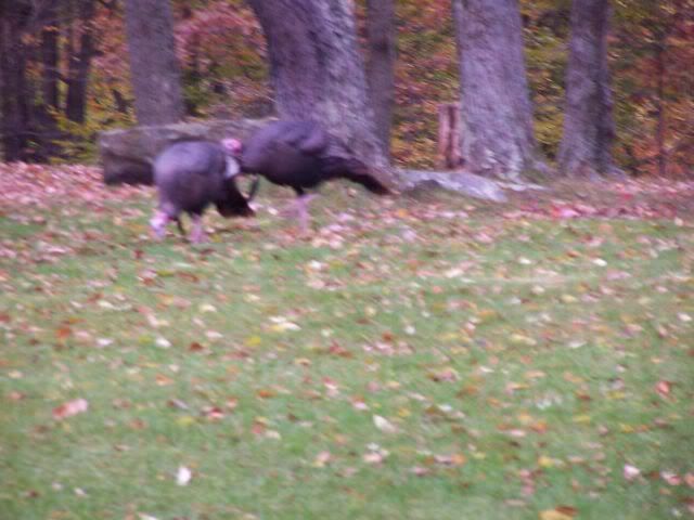 pair_gobblers.jpg