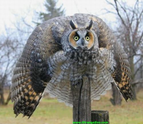 Longearedowl.jpg