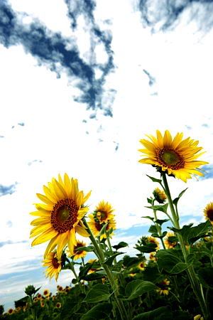 Image hosting by Photobucket