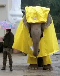 IMAGE(<a href="http://img.photobucket.com/albums/v78/indybass/Grid/elephant_raincoat.jpg" rel="nofollow">http://img.photobucket.com/albums/v78/indybass/Grid/elephant_raincoat.jpg</a>)