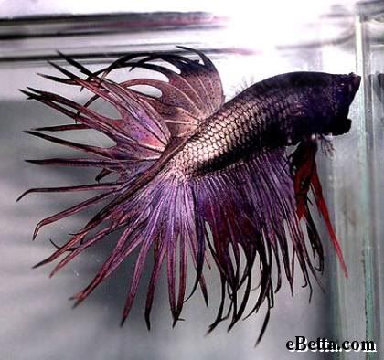 purple-betta-fish.jpg