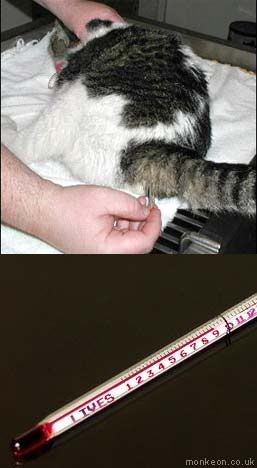 catthermometer.jpg