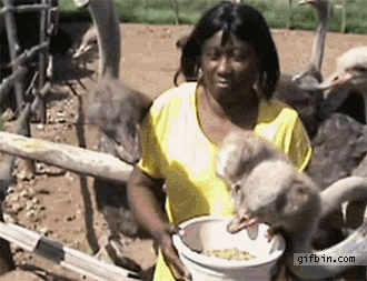 1302536566_ostrich-snatches-womans-wig.gif