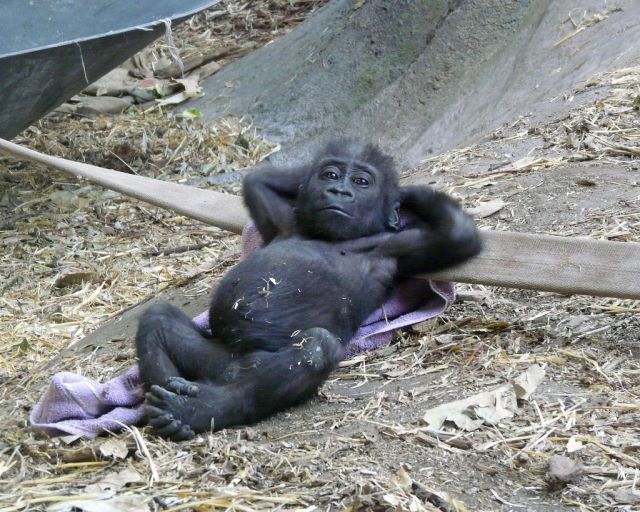 chilling-baby-gorilla-is-chilling-big_zp