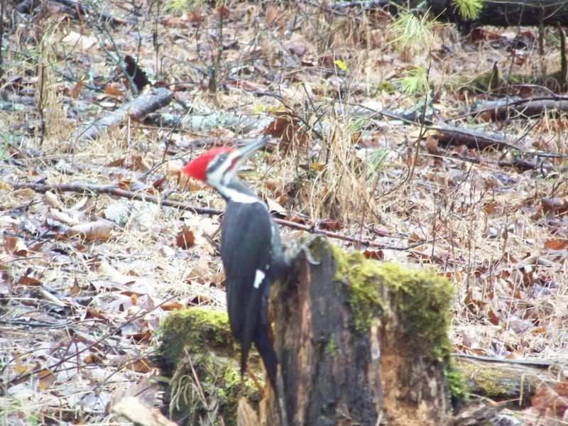 pileated woodpecker in Cades Cove , I forgot to turn off the flash so the pic looks washed out . OOPS !