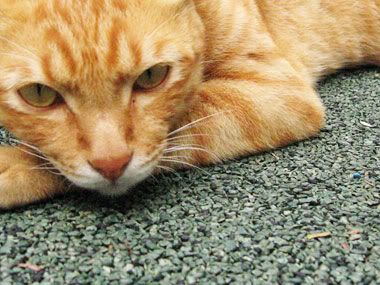A random kitty I met at a park a few months ago A random kitty I met at a park a few months ago