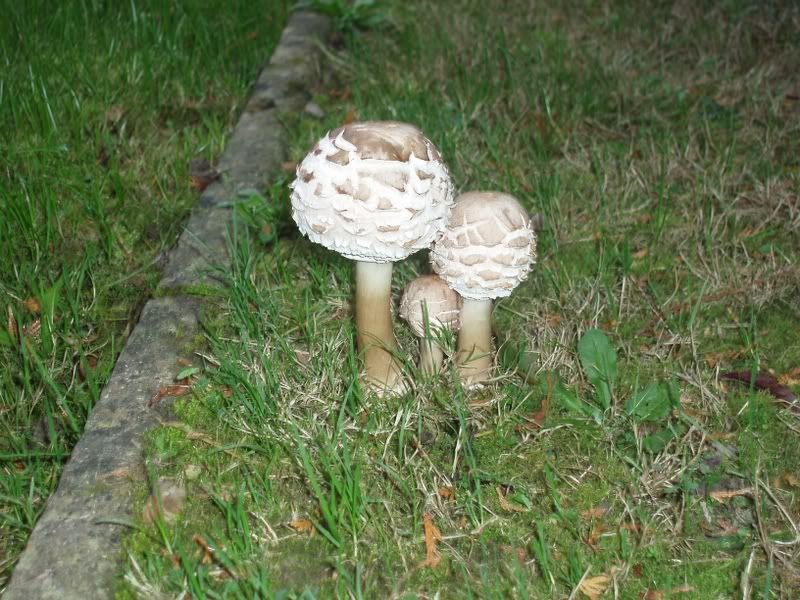 mushroom2.jpg