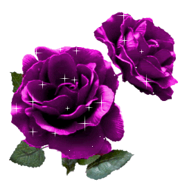 Purple Roses Pictures, Images and Photos