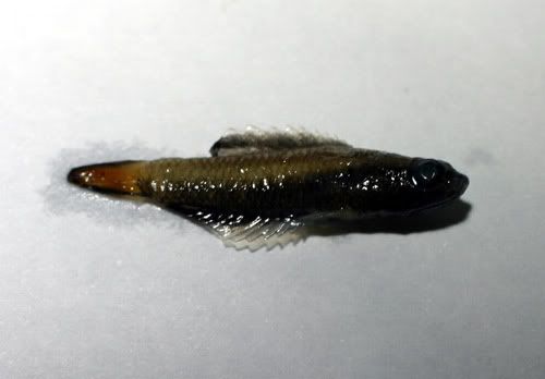 Parosphromenus Ornaticauda