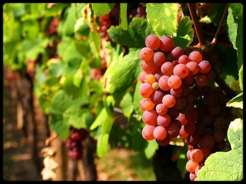 http://img.photobucket.com/albums/v81/bmuller/Alsace/Medium/Raisins.jpg