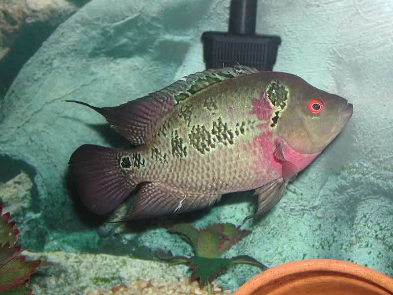 Male or Female Flowerhorn?