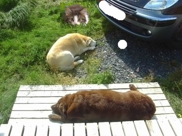http://img.photobucket.com/albums/v81/seekyfind/dogsandcat.jpg?t=1311623998