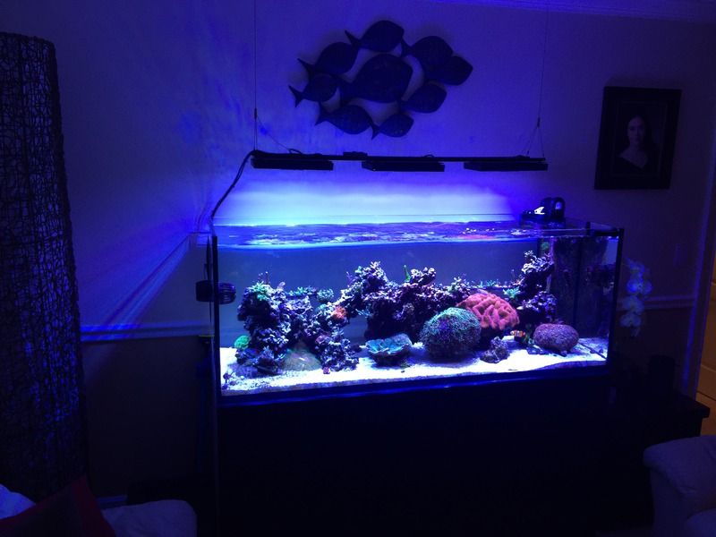 build thread elos 160 archive reef central online community