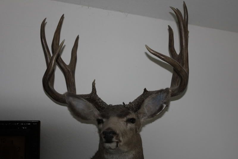 antlers028.jpg