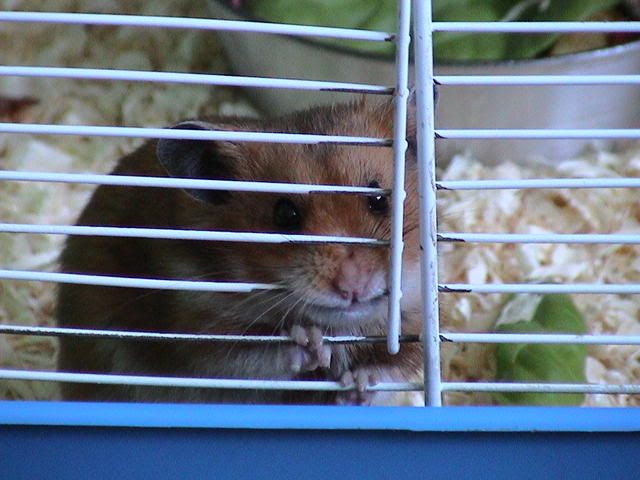 Image hosted by Photobucket.com