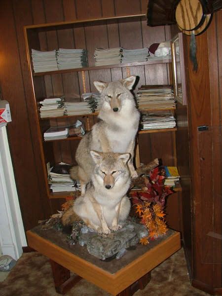 Coyote_mount1.jpg