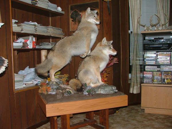 Coyote_mount3.jpg