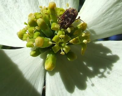 Dogwood+flower+meaning