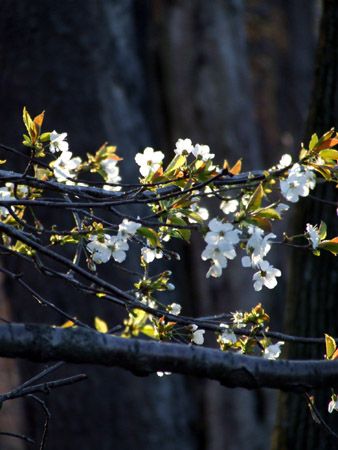 canadian red cherry tree pictures. Wild sweet cherry trees