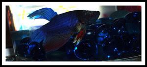 Photobucket - Video and Image Hosting