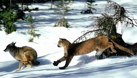 lioncoyote.jpg