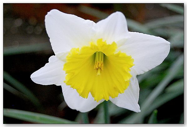  photo Daffodil.jpg