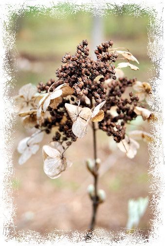  photo WinterHydrangea.jpg