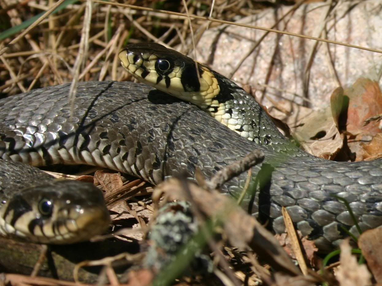 croppedsnake.jpg