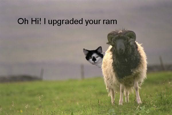 ram2.jpg