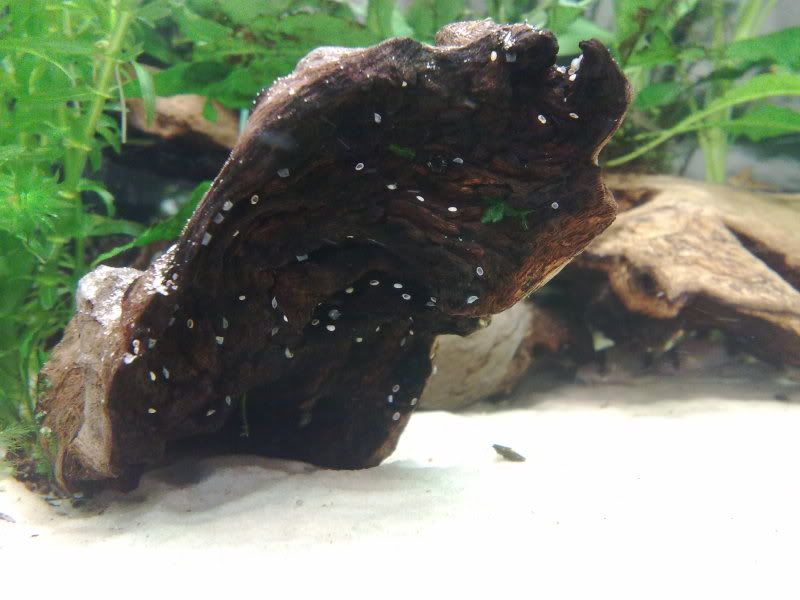 Are These Assassin Snail Eggs? Tropical Fish Forums