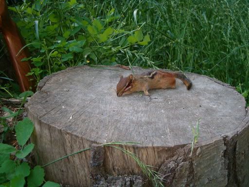 6-13-05chipmunk3.jpg