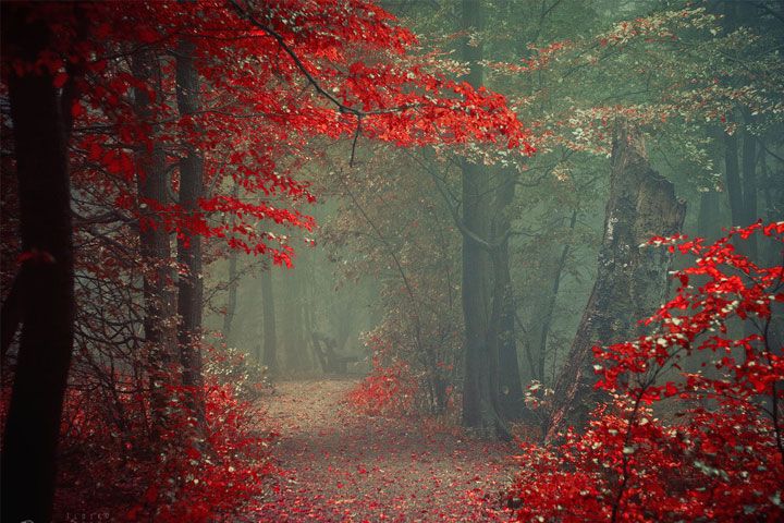  photo Ildiko-Neer-5_zps8on1tlzp.jpg