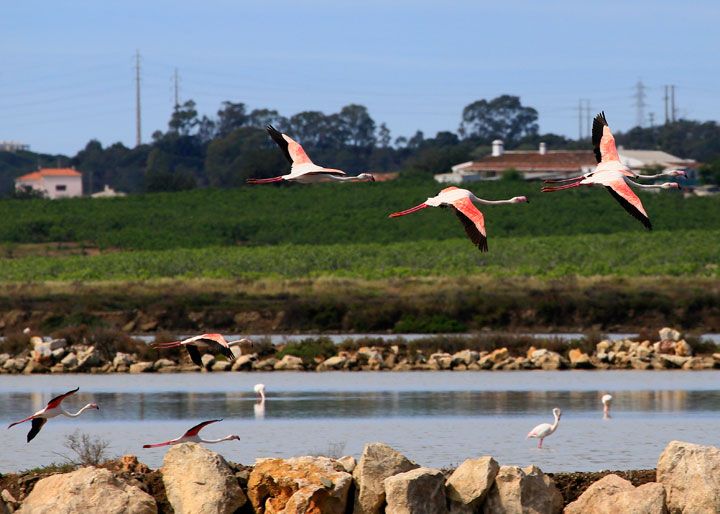  photo Flamingos_zpsryiuqcnr.jpg