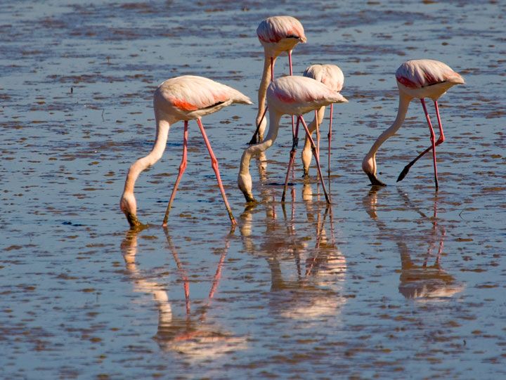  photo _Flamingos_zps47061bc0.jpg