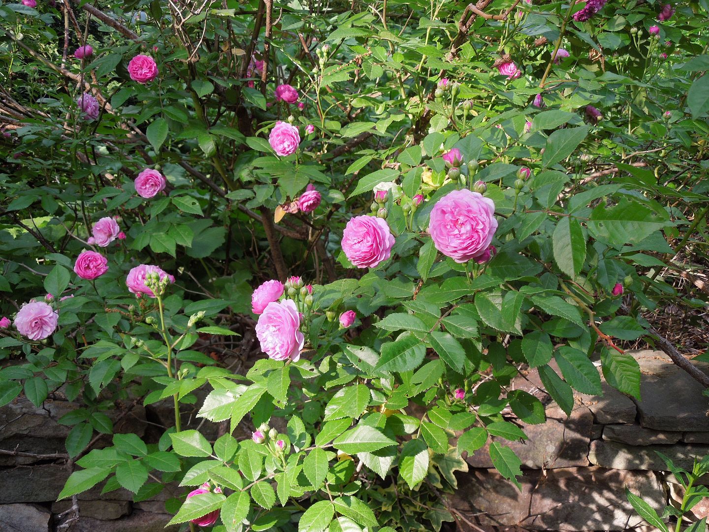 Pink Mystery Rose photo DSCN0003_zps2448a4cd.jpg