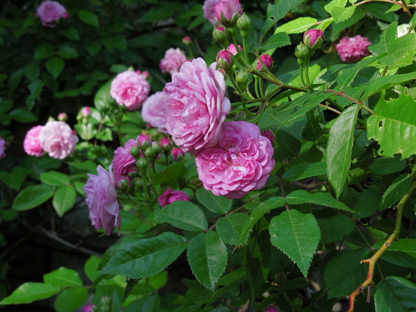 Close-up of pink mystery rose photo DSCN0033_zpsf4387f99.jpg
